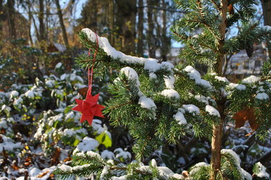 Ein roter Fröbelstern an einem schneebedeckten Tannenbaum im Freien. - Copyright: Pastor Arne Kutsche